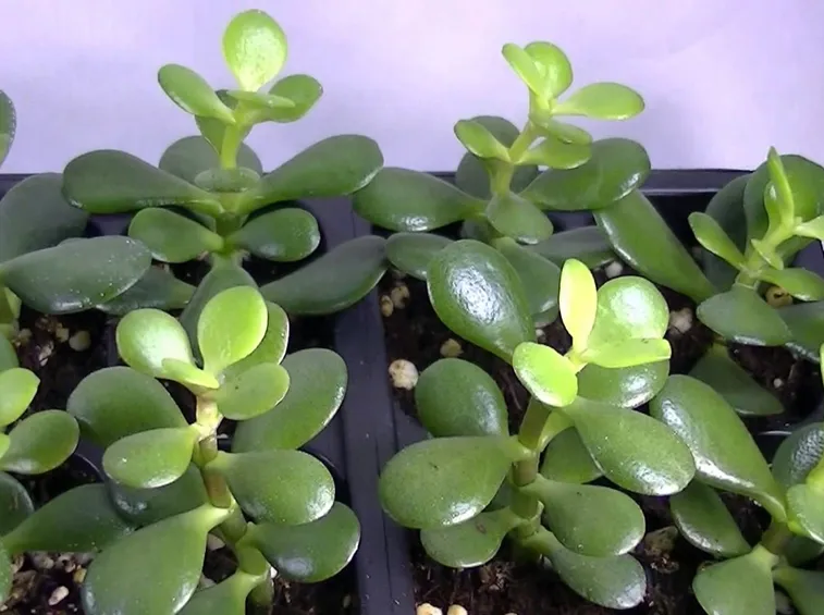 Pianta Crassula