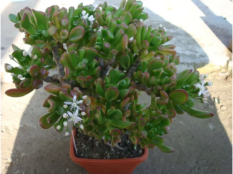 Crassula ovata fiori