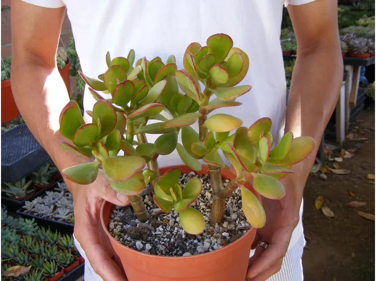 Crassula ovata