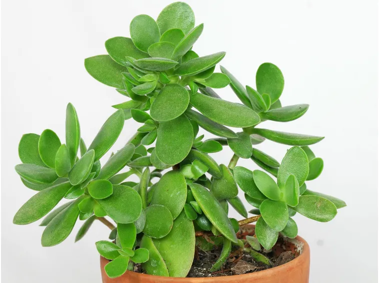 Crassula fiore