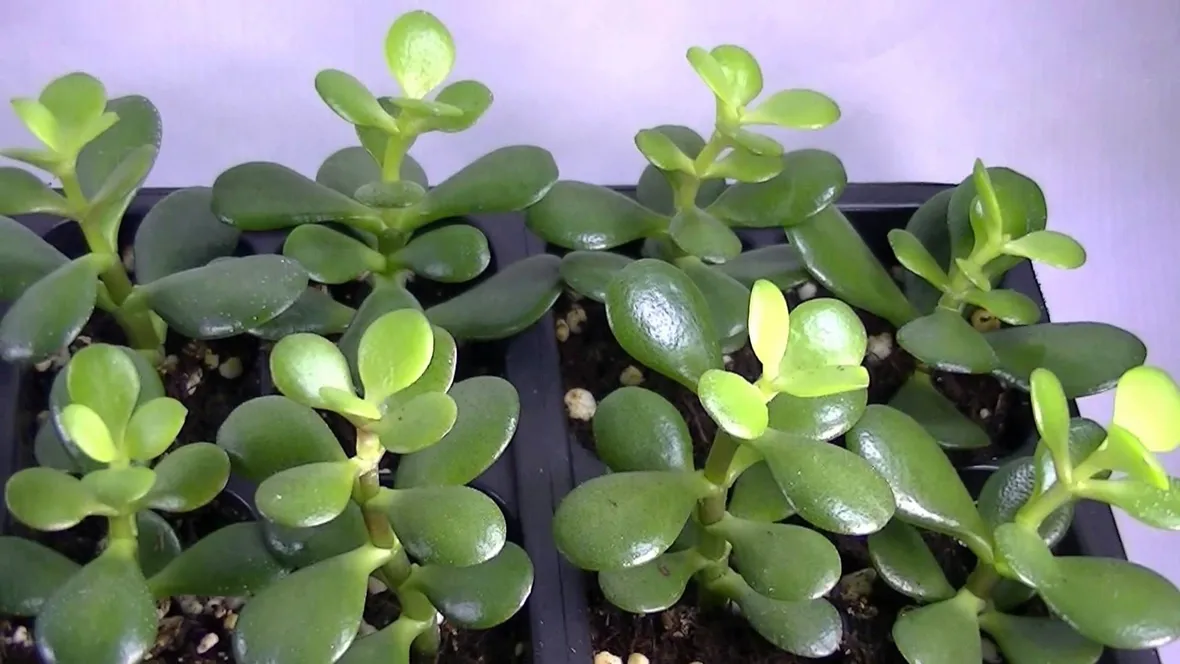 Pianta Crassula