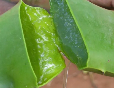 Foglia di aloe spezzata