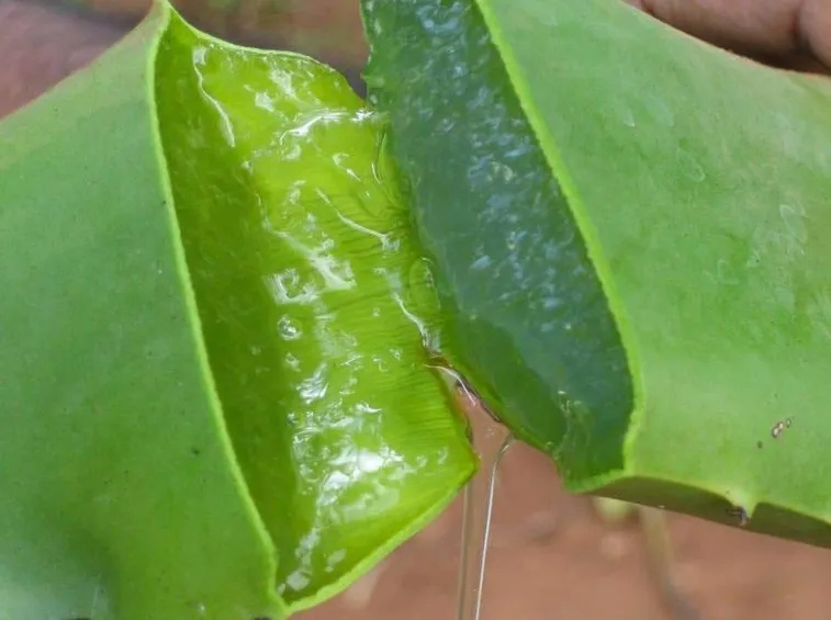 Foglia di aloe spezzata