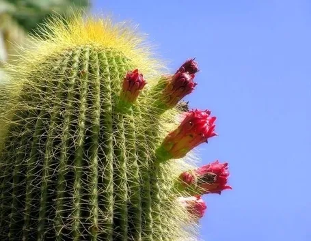 Cactus con fiori