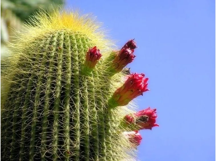 Cactus con fiori