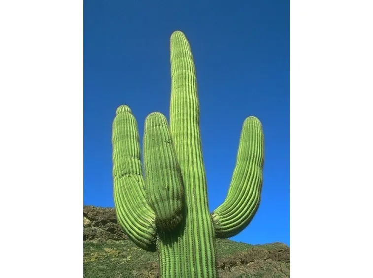 Cactus gigante