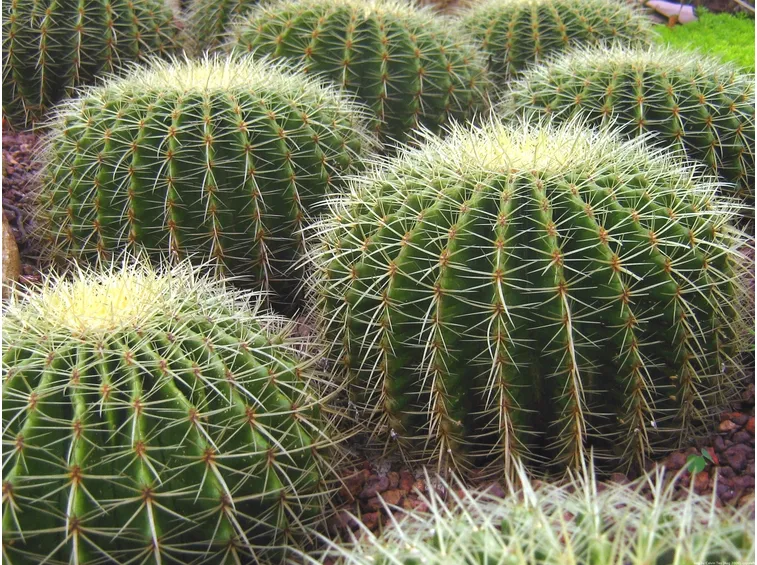 cactus a palla