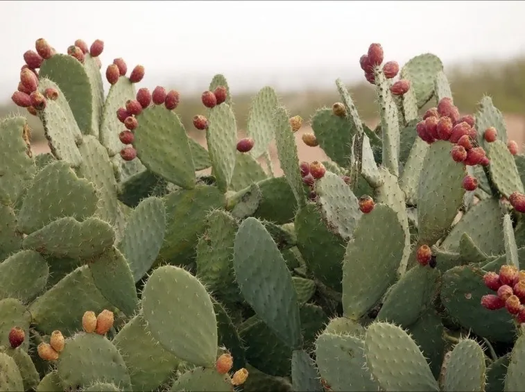 cactus fico d'india