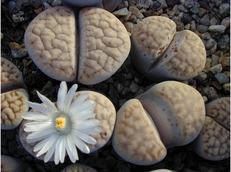 Pianta grasse lithops