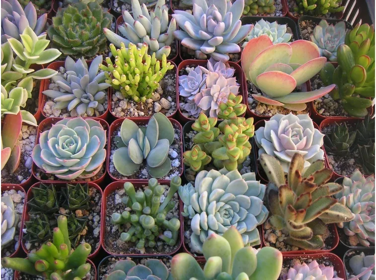 Vari tipi di succulente