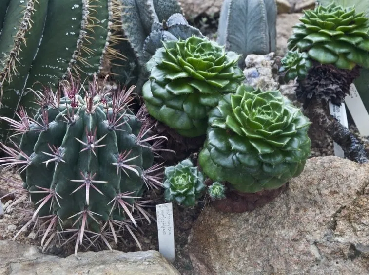 Succulenti appartenenti alle Cactaceae