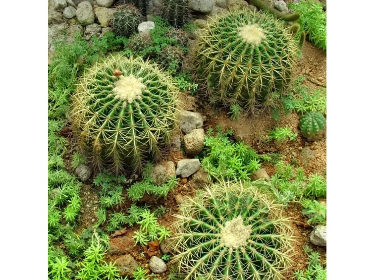 Classici cactus globosi