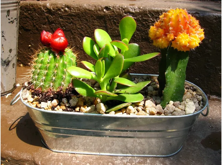 Cactus in vaso