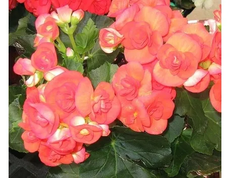 Fiori della pianta di Begonia