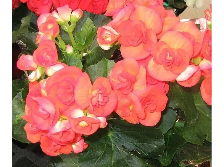Fiori della pianta di Begonia