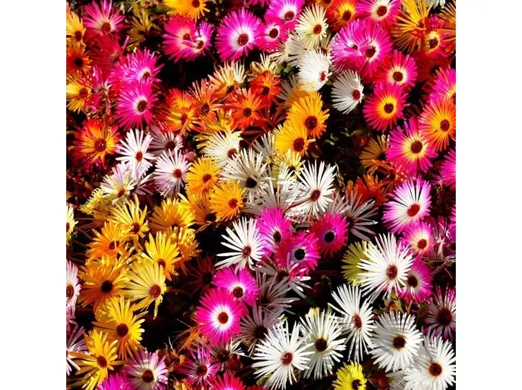 Fiori colorati di Mesembryanthemum
