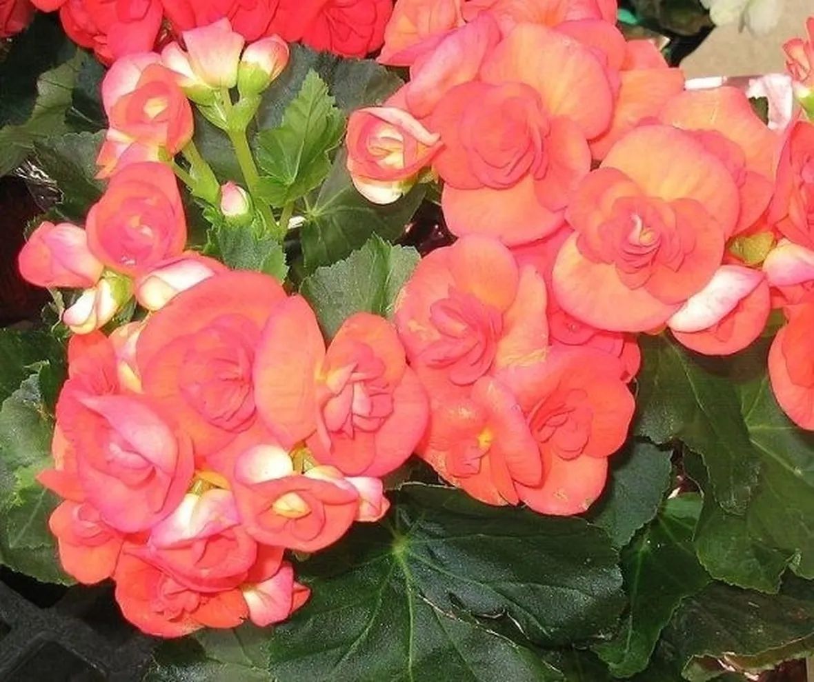Fiori della pianta di Begonia