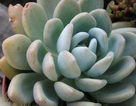Esemplare succulento