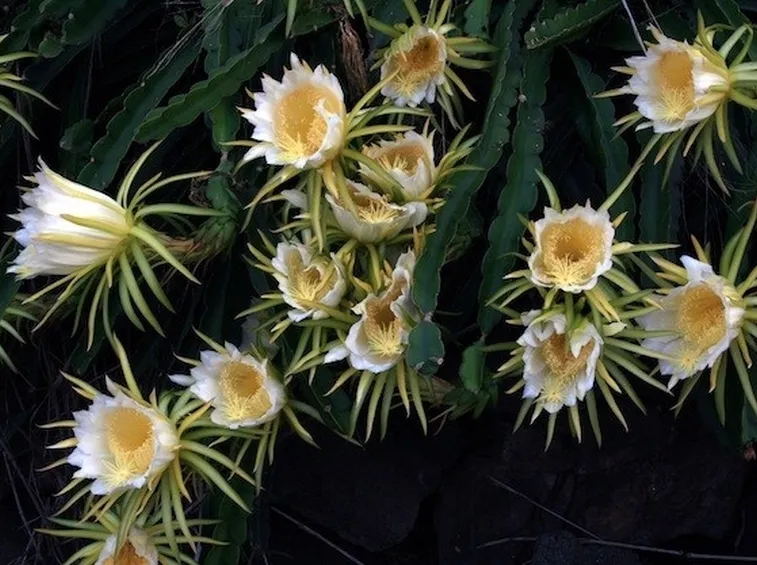 Esemplare succulento in fiore