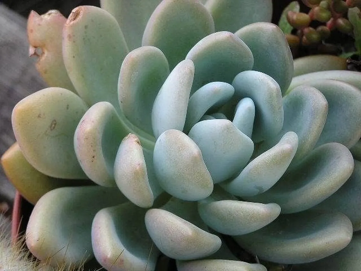 Esemplare succulento