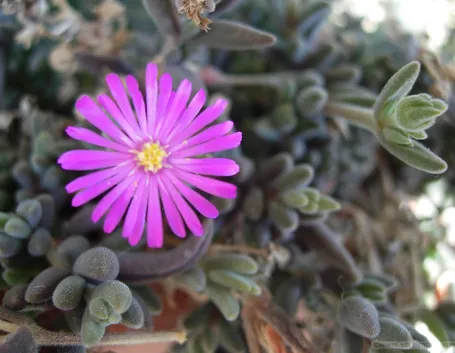 Pianta grassa con fiore