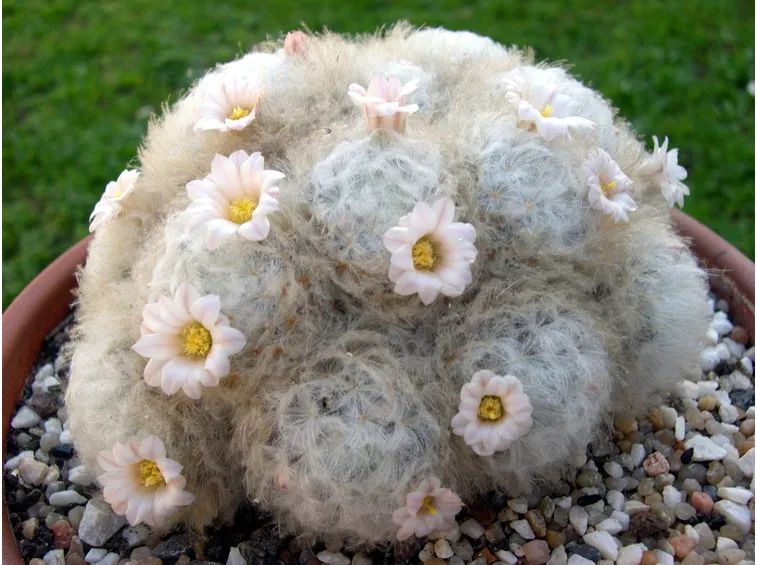 Pianta appartenente al genere Mammilaria