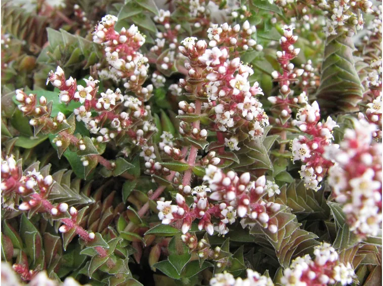 Crassula tabularis