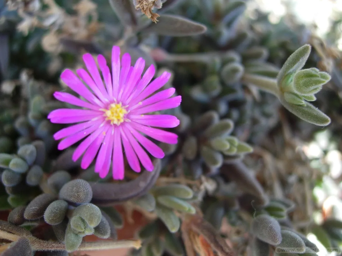 Pianta grassa con fiore