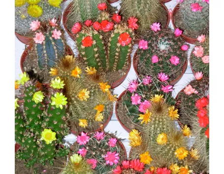 Piante grasse con fiori