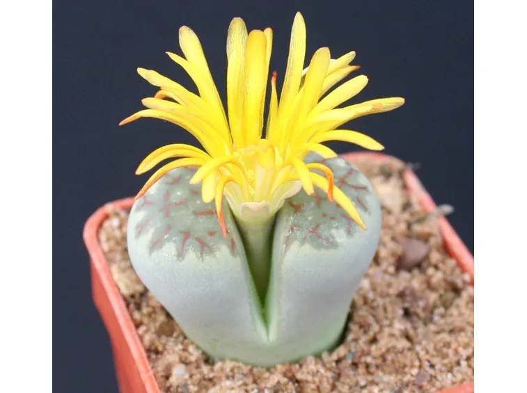 Lithops fiorito