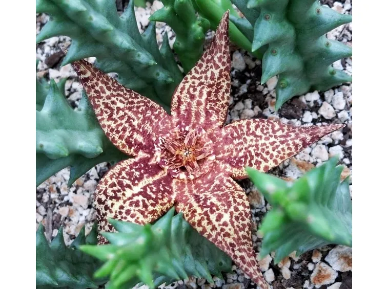 Fiore di stapelia