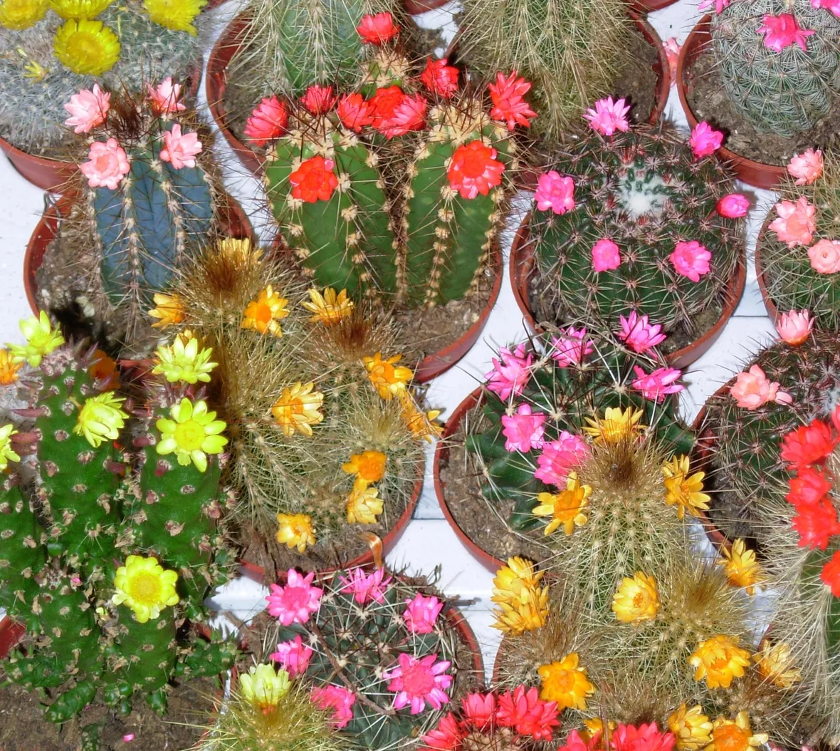 Piante grasse con fiori