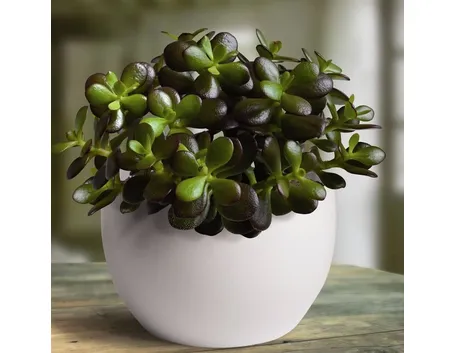 Albero di giada 