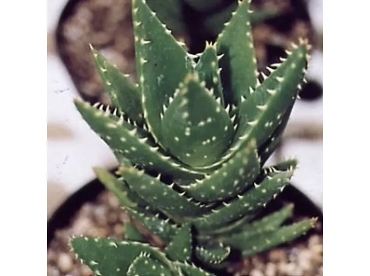 Aloe mitriformis