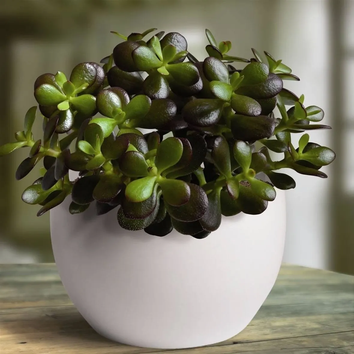 Albero di giada 