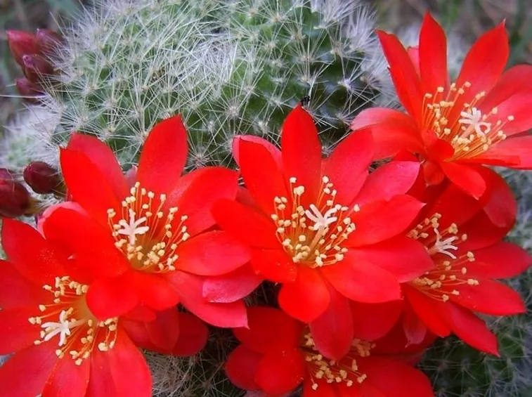 Alcune piante grasse hanno fiori dai colori vivaci