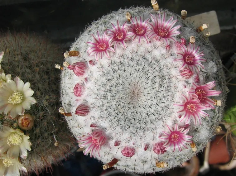 Mammillaria candida