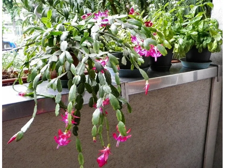 Schlumbergera