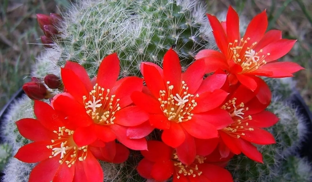 Alcune piante grasse hanno fiori dai colori vivaci