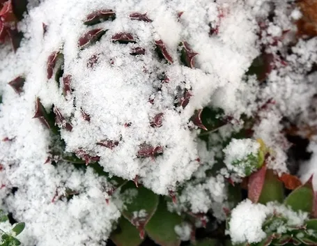 Pianta grassa sommersa dalla neve