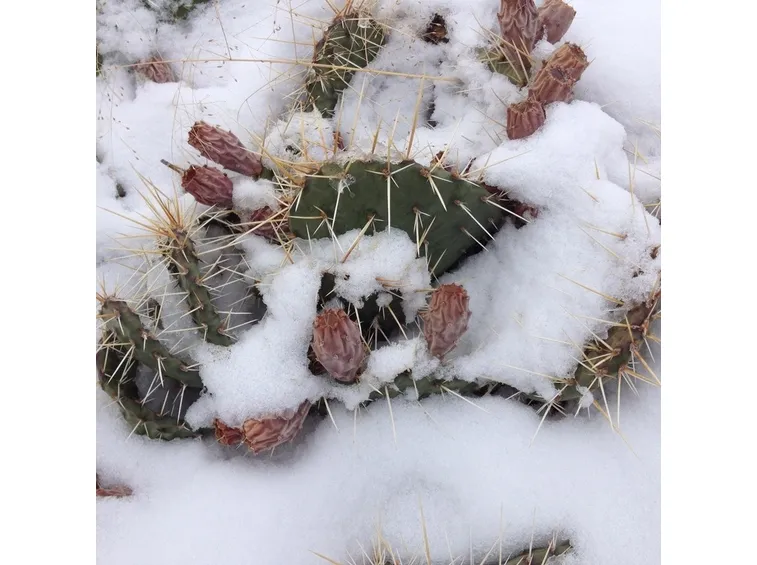 Pianta rovinata dalla neve