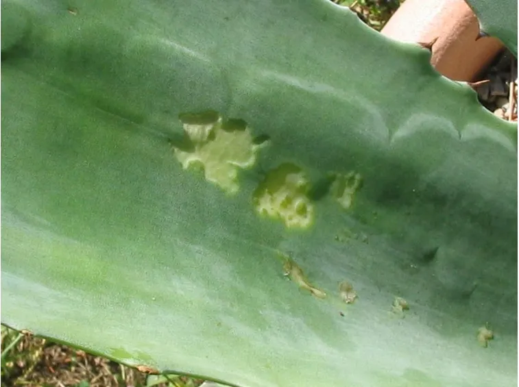 Pianta grassa ferita