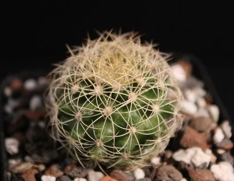 Origini delle piante grasse rare