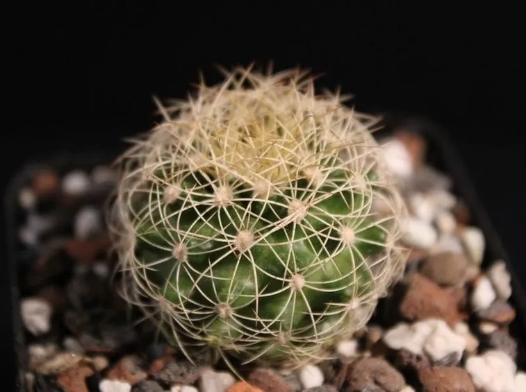 Origini delle piante grasse rare