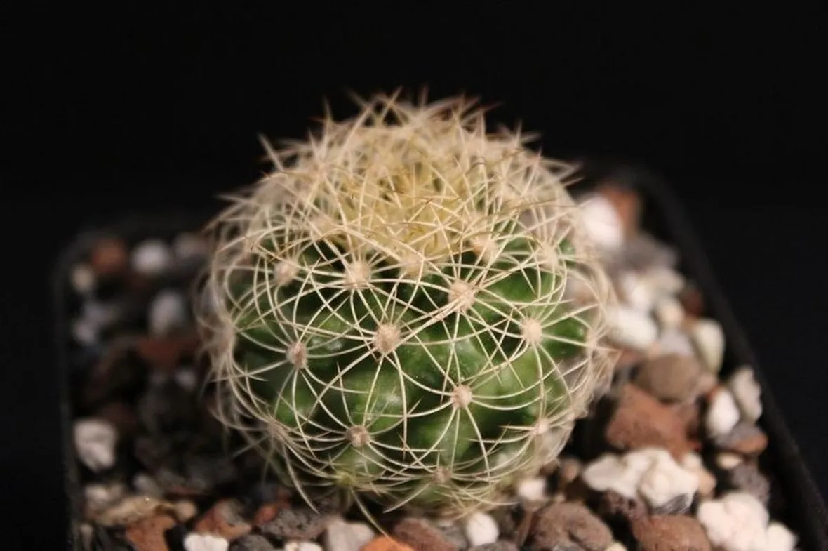 Origini delle piante grasse rare
