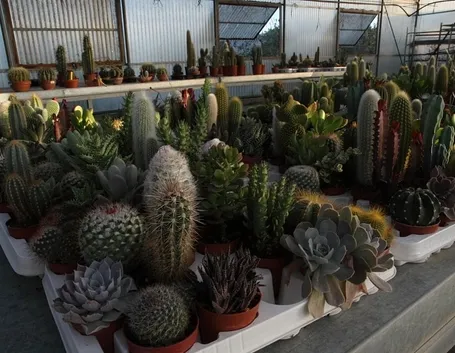 Vivaio di piante grasse