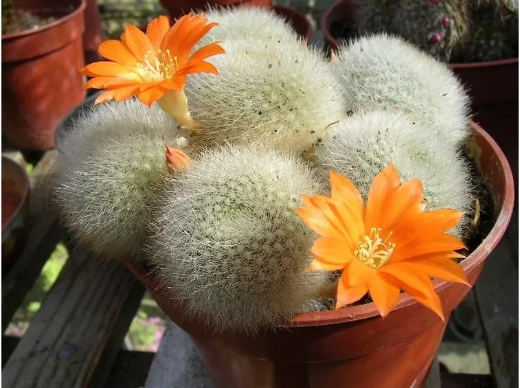 Rebutia coltivata in vaso
