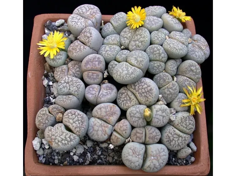 Gruppo di lithops in vaso