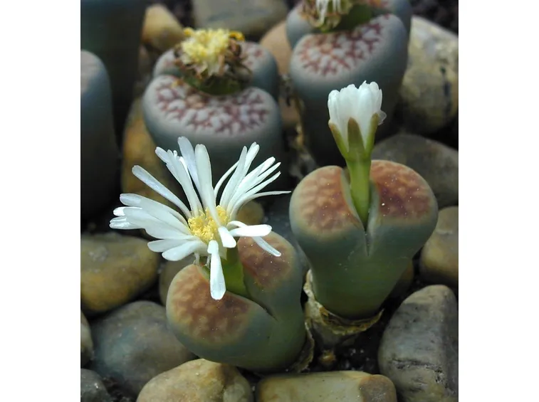 Lithops: momento della fioritura