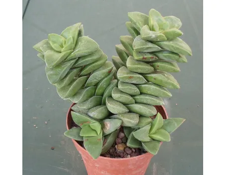 Esemplare di pianta grassa succulenta